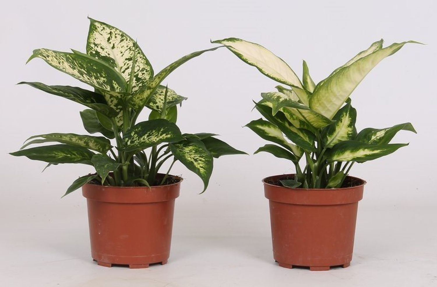 Dieffenbachia MIX — Plant Wholesale FlorAccess