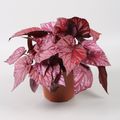 Begonia BELEAF INCA FLAME