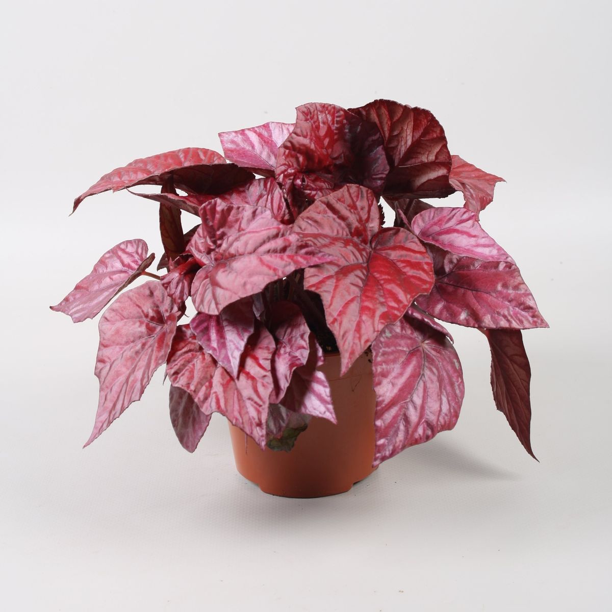 Begonia BELEAF INCA FLAME — Plant Wholesale FlorAccess