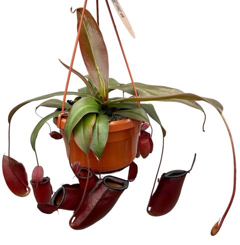 Nepenthes 'Dark Secret'