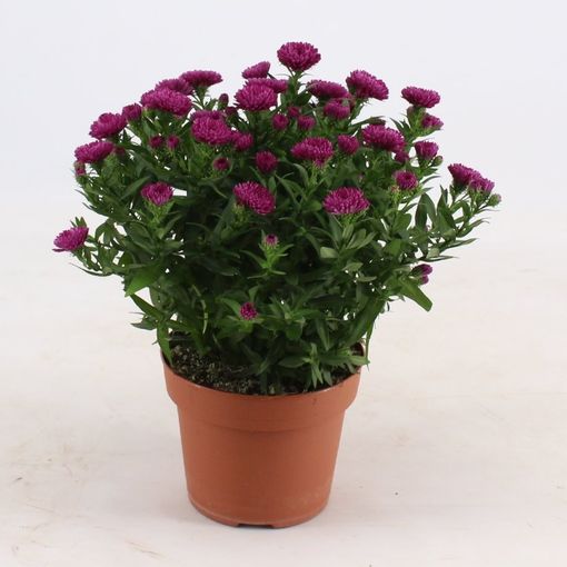 Aster SHOWMAKERS MAGENTA — Plantegrossist FlorAccess
