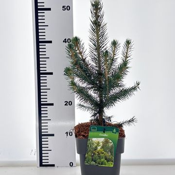 Picea pungens SUPER BLUE SEEDLING