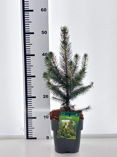 Picea pungens SUPER BLUE SEEDLING