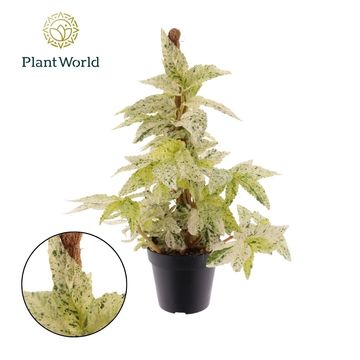 Pellionia repens 'Variegata'