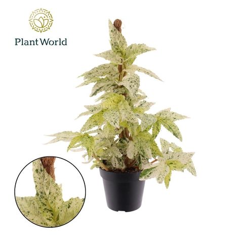 Pellionia repens 'Variegata'