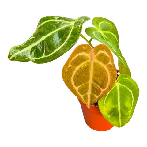 Anthurium DocBlock Anthurium Crystal Red® '12' X Forgetii '57'