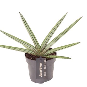 Sansevieria 'Tiara Stripes'