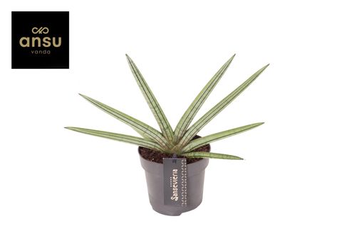 Sansevieria 'Tiara Stripes'