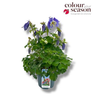 Aquilegia 'Spring Magic Blue White'