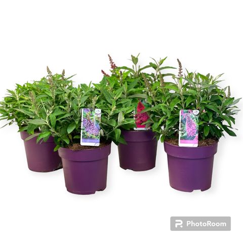 Buddleja davidii BUTTERFLY CANDY MIX