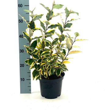 Elaeagnus x ebbingei 'Viveleg'
