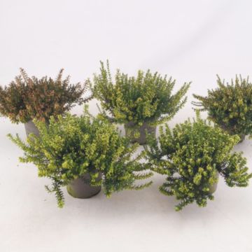 Erica carnea MIX