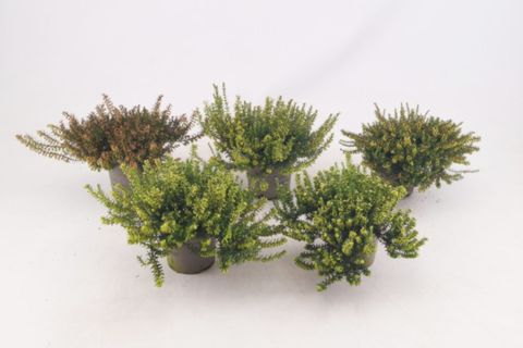 Erica carnea MIX