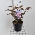 Physocarpus opulifolius ЛЕДИ ИН РЕД