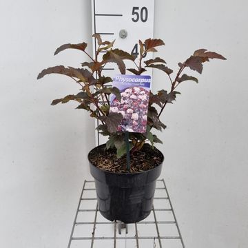 Physocarpus opulifolius LADY IN RED