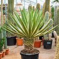 Agave angustifolia
