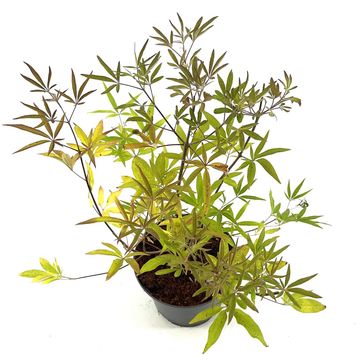 Vitex agnus-castus 'Silver Spire'