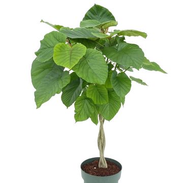 Ficus umbellata