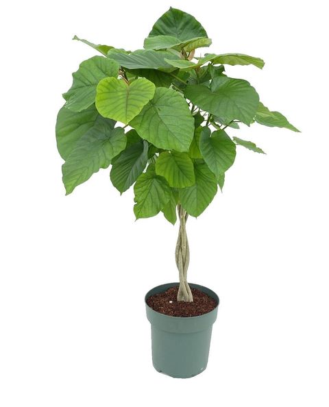 Ficus umbellata