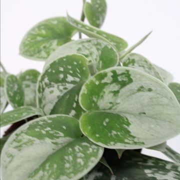 Scindapsus pictus 'Silvery Ann'