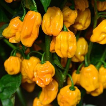 Capsicum chinense 'Numex Suave Orange'