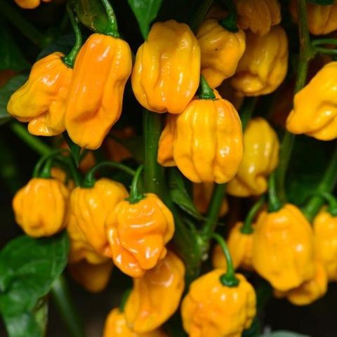 Capsicum chinense 'Numex Suave Orange'