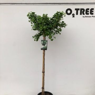 Ginkgo biloba 'Mariken'