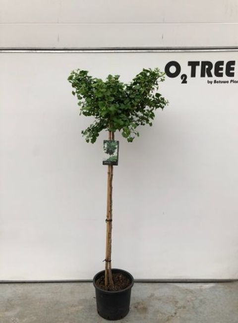 Ginkgo biloba 'Mariken'