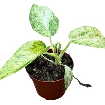 Philodendron giganteum 'Blizzard Variegata'