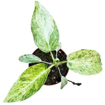 Philodendron giganteum 'Blizzard Variegata'