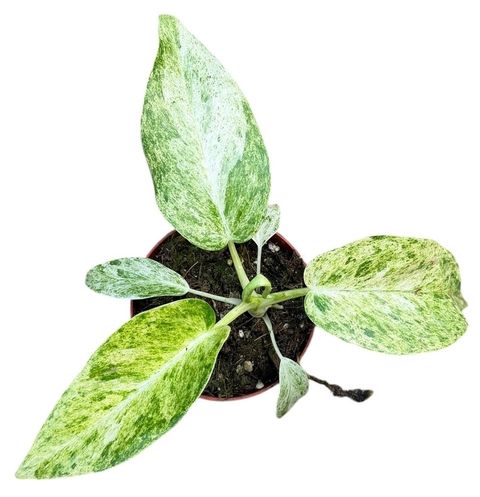 Philodendron giganteum 'Blizzard Variegata'