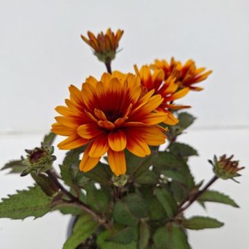 Heliopsis helianthoides 'Punto Rosso'