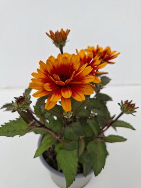 Heliopsis helianthoides 'Punto Rosso'