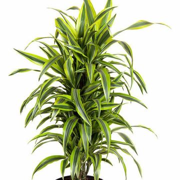 Dracaena fragrans 'Lemon Lime'