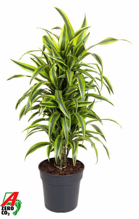 Dracaena fragrans 'Lemon Lime'