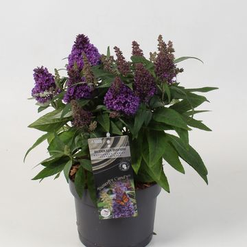 Buddleja davidii BUTTERFLY CANDY LITTLE LILA