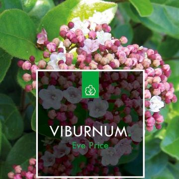 Viburnum tinus 'Eve Price'