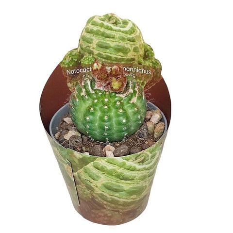 Notocactus werdermannianus mostruosus