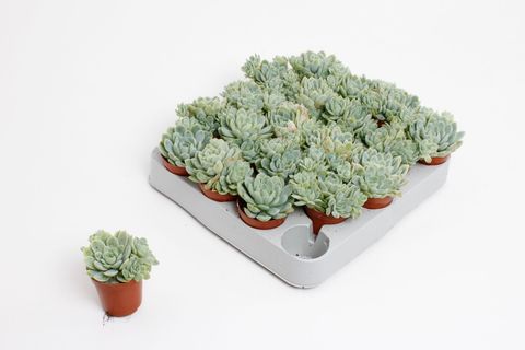 Echeveria elegans