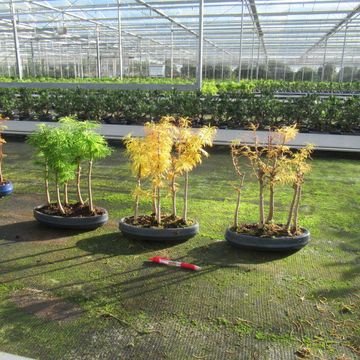 Pseudolarix amabilis