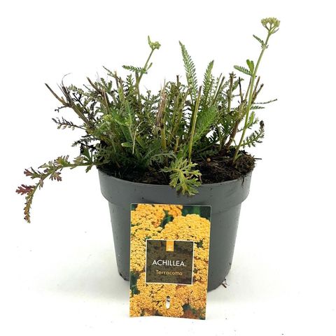 Achillea millefolium MILLY ROCK YELLOW TERRACOTTA