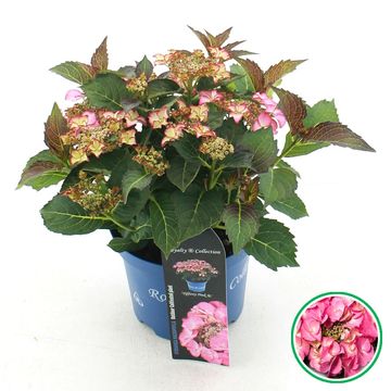 Hydrangea macrophylla TIFFANY ROSE