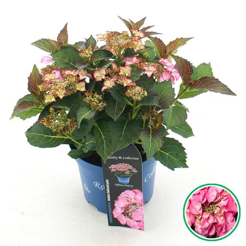 Hydrangea macrophylla TIFFANY ROSE