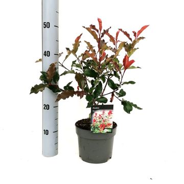 Photinia x fraseri MAGICAL VOLCANO