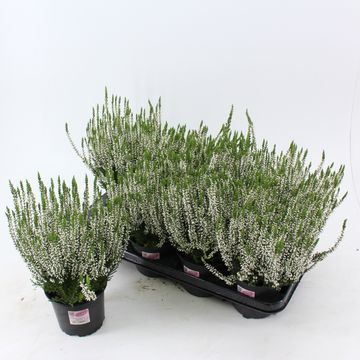 Calluna vulgaris GARDEN GIRLS ALICIA