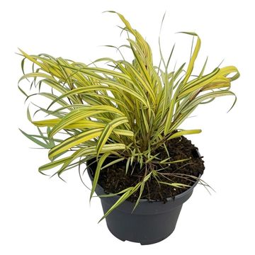 Hakonechloa macra 'Aureola'