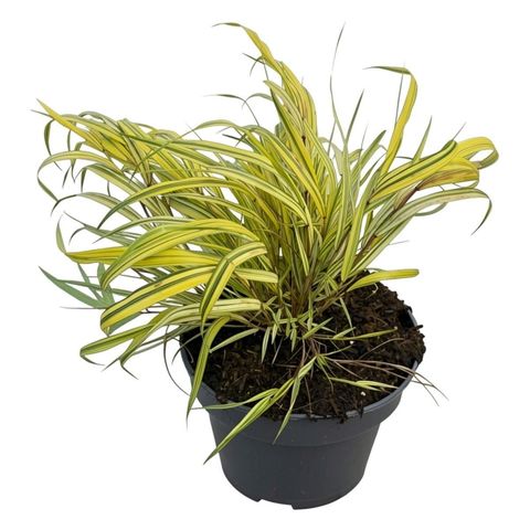Hakonechloa macra 'Aureola'