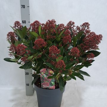 Skimmia japonica 'Rubella'
