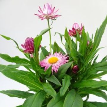 Helichrysum MIX