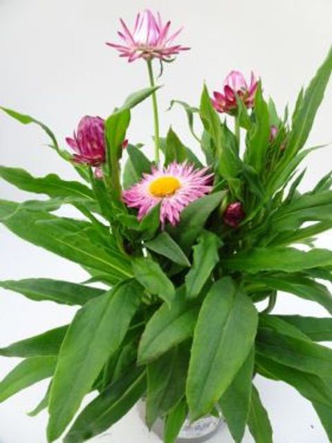 Helichrysum MIX